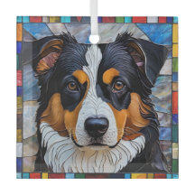 Cão-Pastor Americano Miniatura "Vidro Estido"