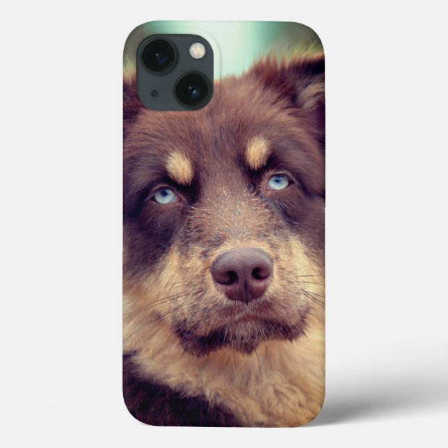 Cão, pastor australiano, Pet (Verso)