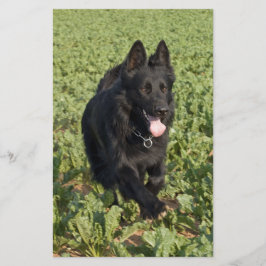 Cão Preto