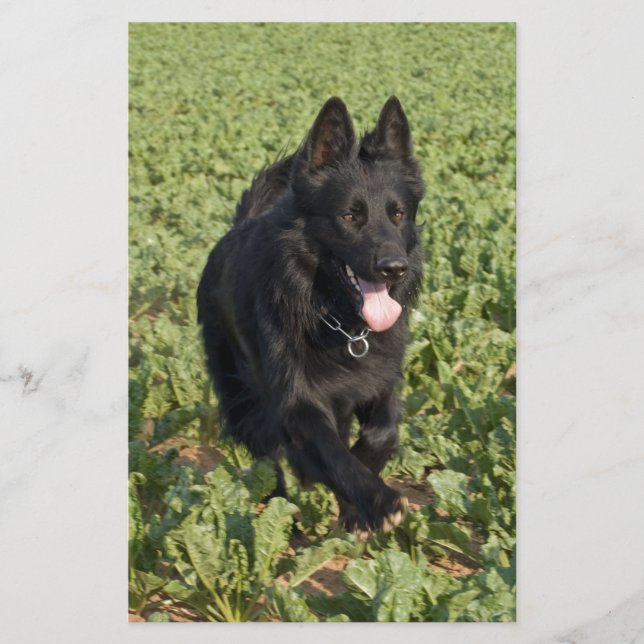 Cão Preto (Frente)