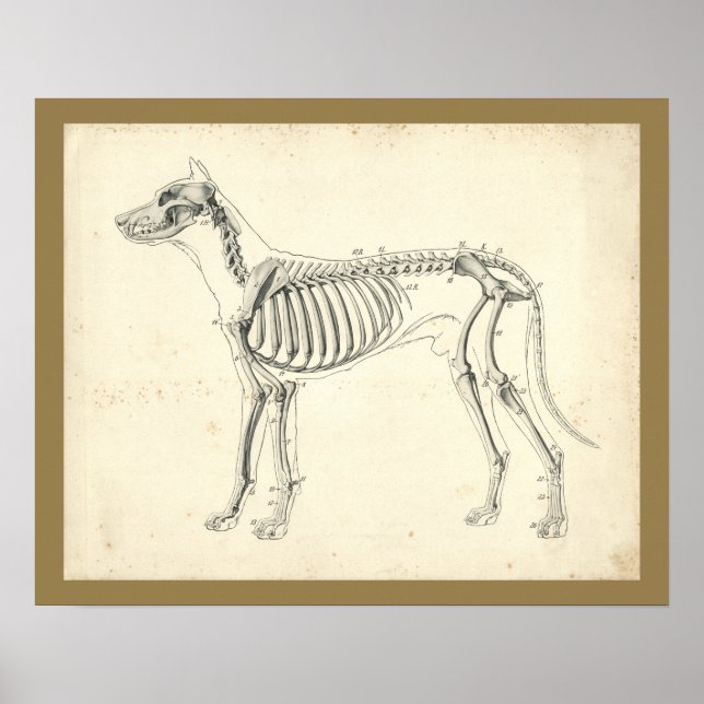 Cão Skeleton Bones Anatomia Veterinária Impressão (Frente)