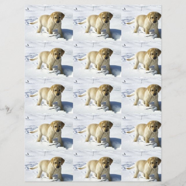 Cãozinho de laboratório amarelo LR na neve (Frente)