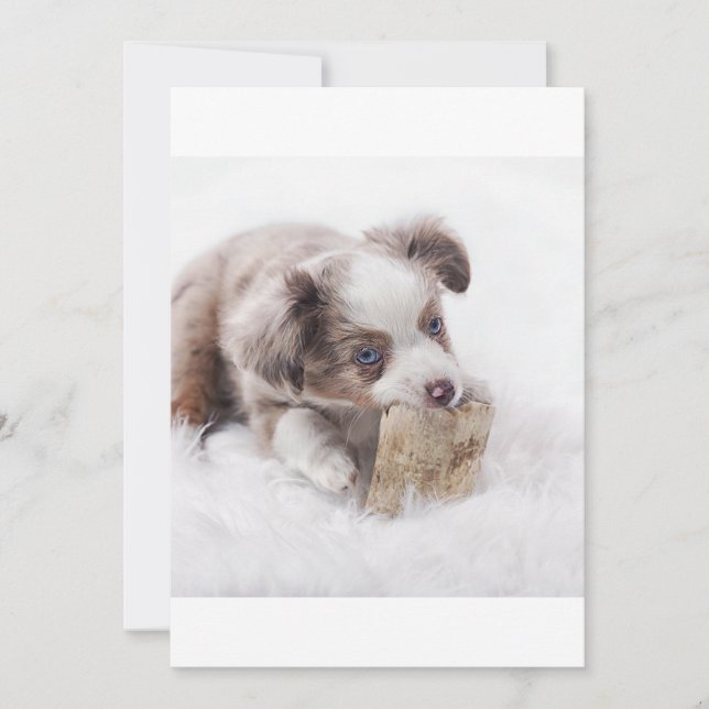 Cãozinho de merle vermelho (Frente)