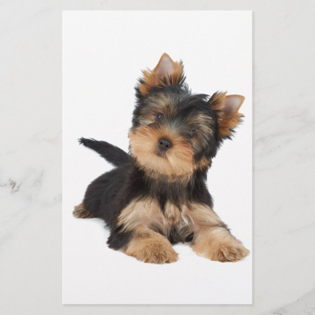 Cãozinho de yorkie bonito (Frente)