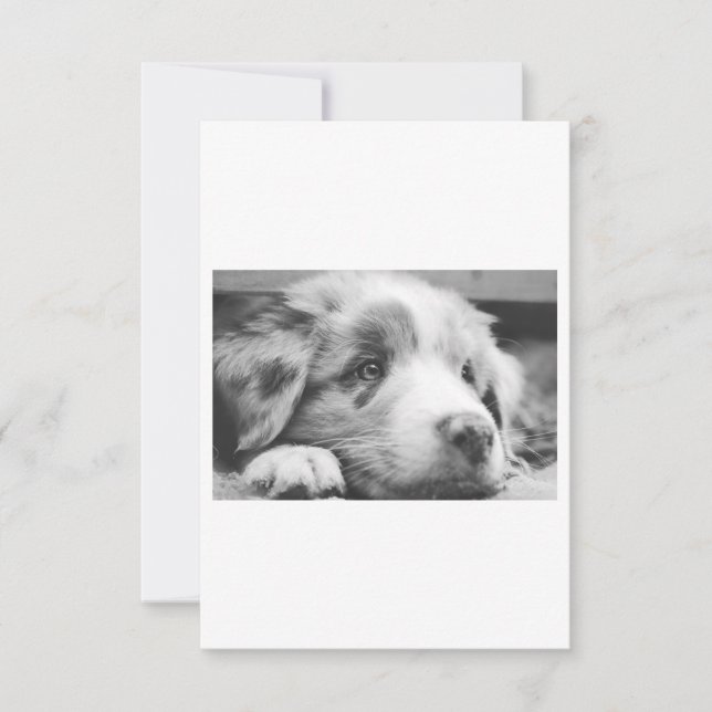 cãozinho-pastor australiano (Frente)