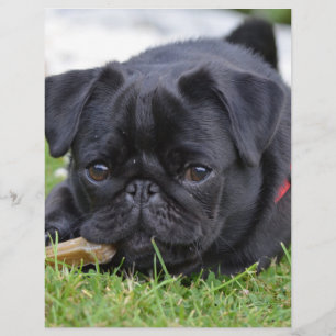 cãozinho preto
