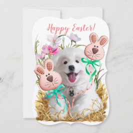 Cãozinho Spitz japonês e gengibre