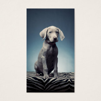 Cãozinho Weimaraner