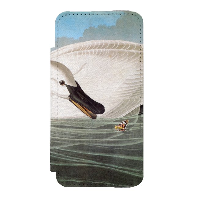 Capa Carteira Para iPhone, Incipio Audubon: Cisne de trompetista (Frente do fólio)