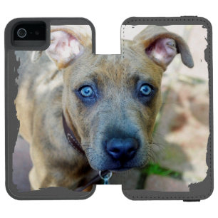 Capa Carteira Incipio Watson™ Para iPhone 5 Brindle Pit Bull Puppy por Shirley Taylor