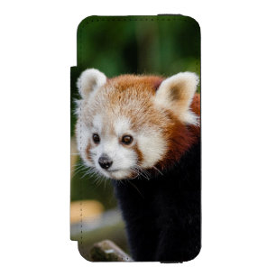 Capa Carteira Incipio Watson™ Para iPhone 5 Panda Vermelho Sentado Em Tronco Nevado