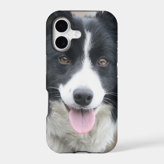 Capa de telefone Border Collie