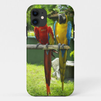 Capa de telefone do Macaw