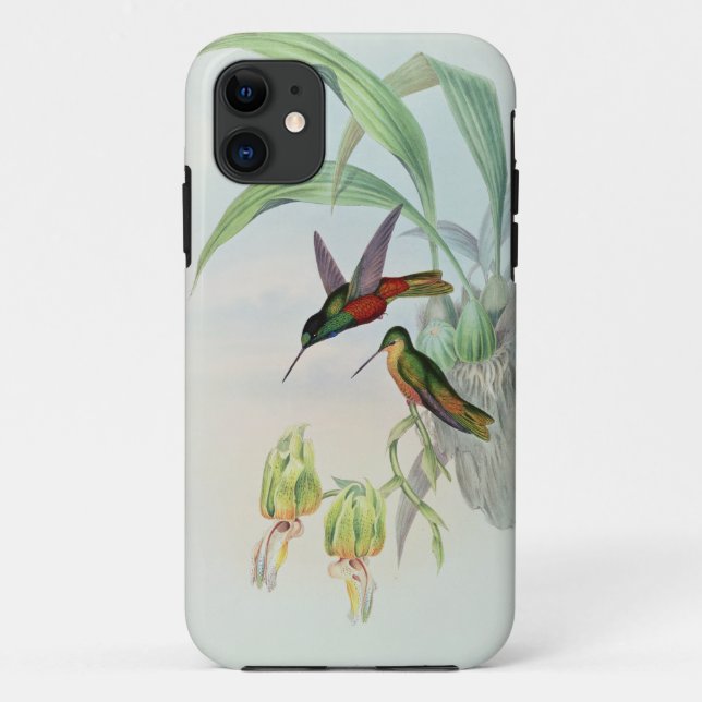 Capa Para iPhone 11 A estrela de Bonaparte fronteou o colibri (Verso)