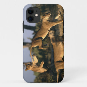 Capa Para iPhone 11 África, Botsuana, Parque Nacional Chobe, Leões