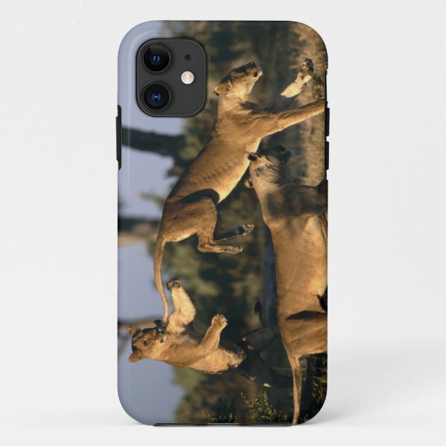 Capa Para iPhone 11 África, Botsuana, Parque Nacional Chobe, Leões (Verso)