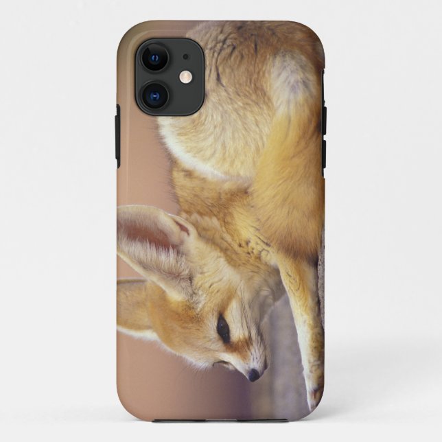 Capa Para iPhone 11 África norte. Fennec Fennecus zerda) (Verso)