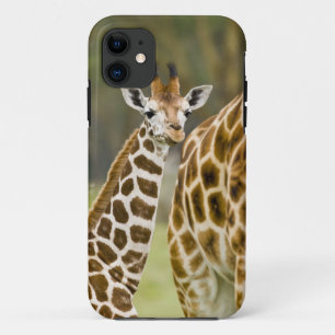 Capa Para iPhone 11 África. Quênia. Bebê de girafa de Rothschild