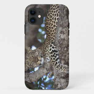 Capa Para iPhone 11 África. Quênia. Masai Mara. Leopardo (Panthera)