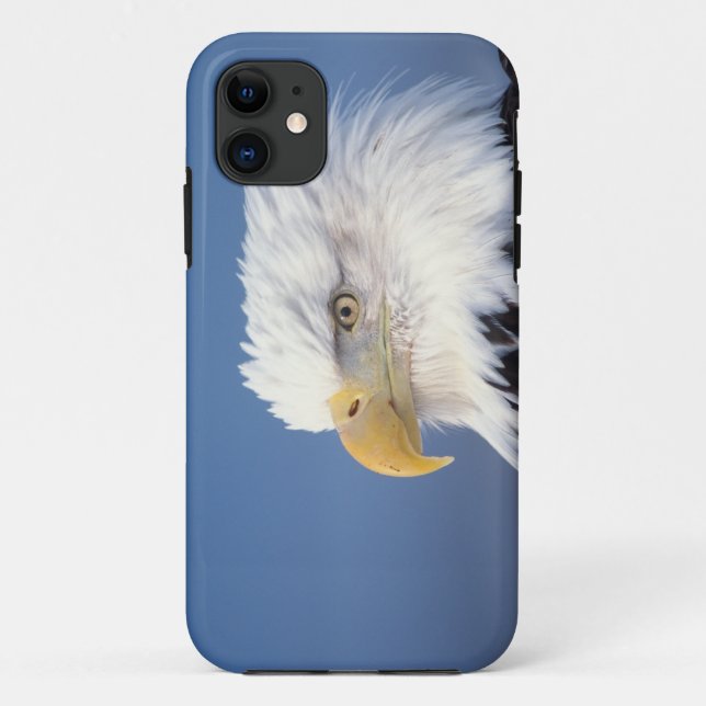 Capa Para iPhone 11 águia-careca, Haliaeetus leuccocephalus, (Verso)