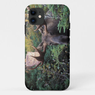 Capa Para iPhone 11 América do Norte, Canadá, Nova Escócia, Cabo Breto