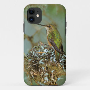 Capa Para iPhone 11 América do Norte, EUA, Alasca. Beija-flor-ruivo