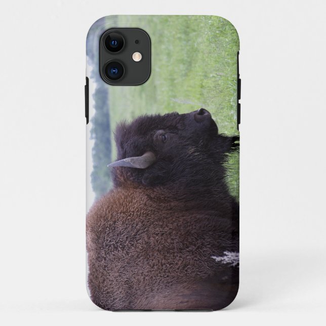 Capa Para iPhone 11 American Plains Buffalo Bison iPhone 5 Cobrir (Verso)
