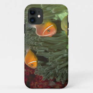 Capa Para iPhone 11 Anemonefish cor-de-rosa na anêmona de mar de