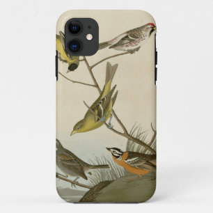 Capa Para iPhone 11 Arkansaw Siskin, Vermelho-votação Mealy, Tanager