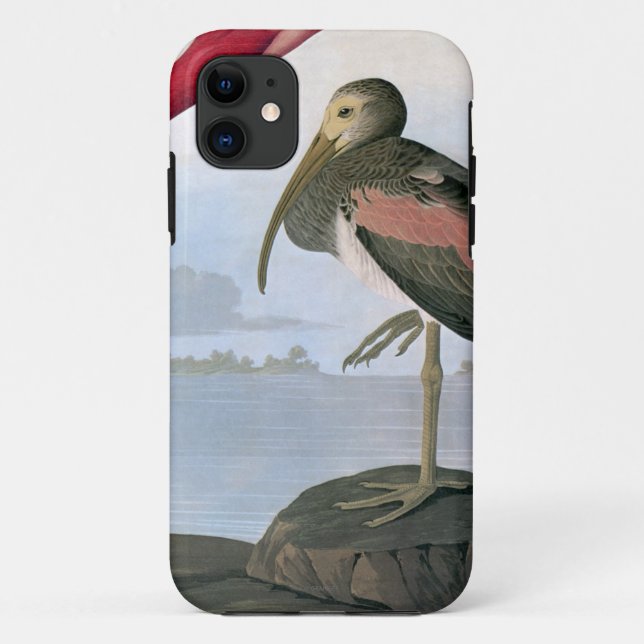 Capa Para iPhone 11 Audubon: Escarlate dos íbis (Verso)