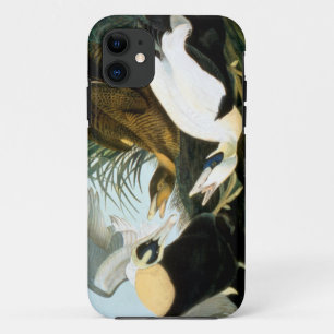 Capa Para iPhone 11 Audubon: Pato de êider