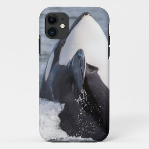 Capa Para iPhone 11 Baleia Orca saltando