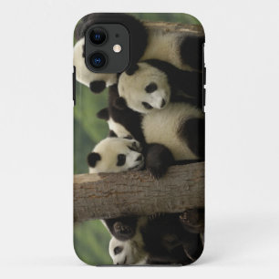 Capa Para iPhone 11 bebês de panda gigante (Ailuropoda melanoleuca)
