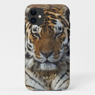 Capa Para iPhone 11 Bengal Tiger, Panthera tigris, Zoo de Louisville,