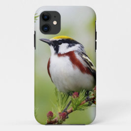 Capa Para iPhone 11 Bird grey_iphone