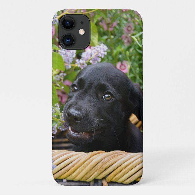 Capa Para iPhone 11 Cachorro Negro-Bonito, Labrador Retriever Foto De  (Verso)