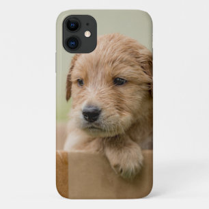 Capa Para iPhone 11 Caixa de Ouro do Retriever