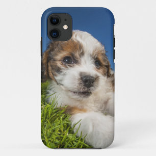 Capa Para iPhone 11 Cão de filhote de cachorro bonito (Shitzu)