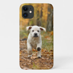 Capa Para iPhone 11 Cãozinho labrador recuperador no outono