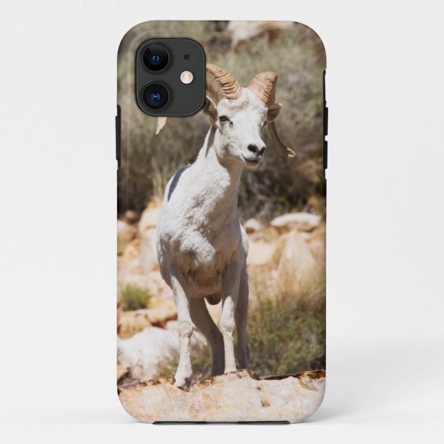 Capa Para iPhone 11 Carneiros brancos da família (Verso)