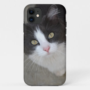 Capa Para iPhone 11 cinza bonito e gato branco