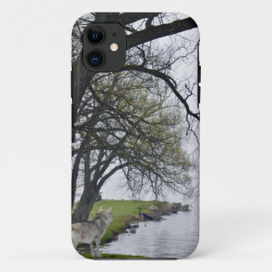 Capa Para iPhone 11 Cinza Wolf & Herons por Lake Wildlife iPhone 5 Cas