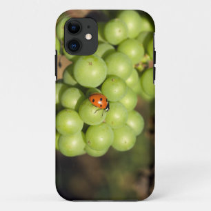 Capa Para iPhone 11 Close de uma joaninha em uvas verdes Pinot Noir