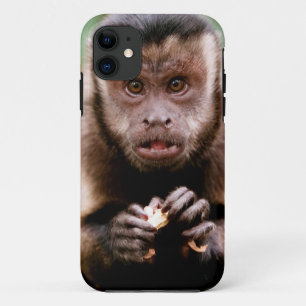 Capa Para iPhone 11 Close-up de um macaco-prego de cabeça preta