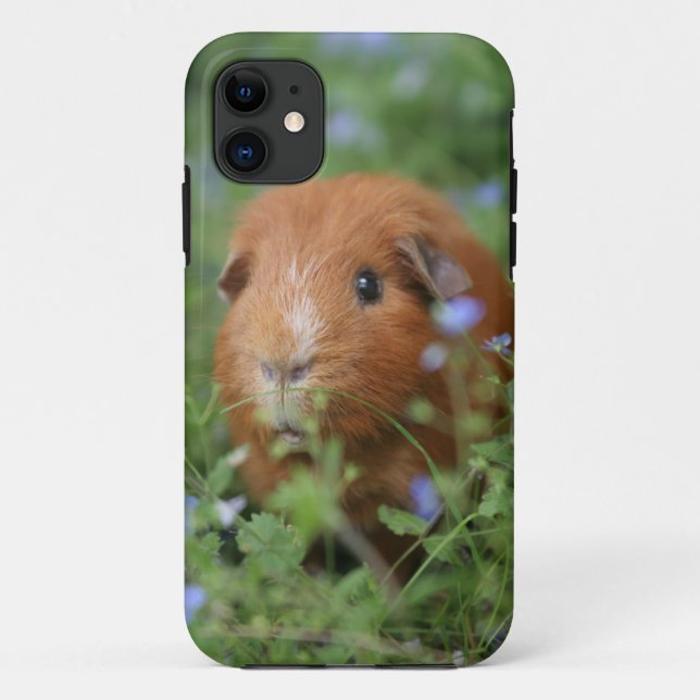 Capa Para iPhone 11 Cobaia peluches bonito do gengibre fora na grama (Verso)
