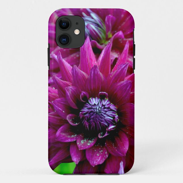 Capa Para iPhone 11 Duas flores roxas dahlias na floração (Verso)