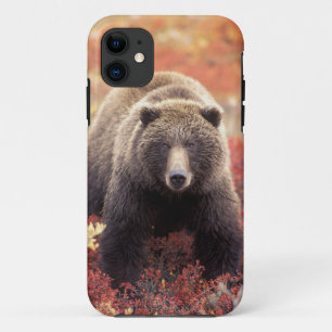 Capa Para iPhone 11 EUA, Alasca, Parque Nacional Denali, Urso Pardo fê