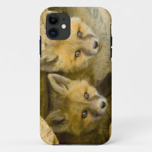 Capa Para iPhone 11 EUA, Colorado, Breckenridge. Raposa vermelha curio