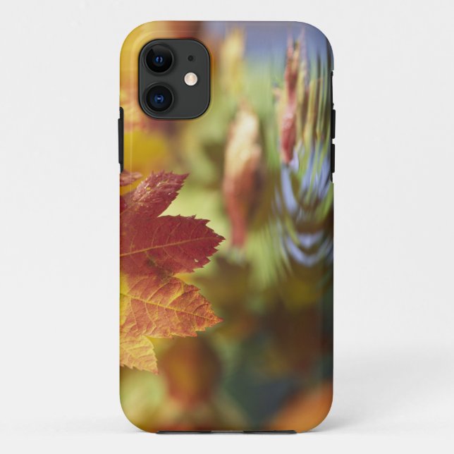 Capa Para iPhone 11 EUA, Washington, Bellingham, Close-up do outono (Verso)