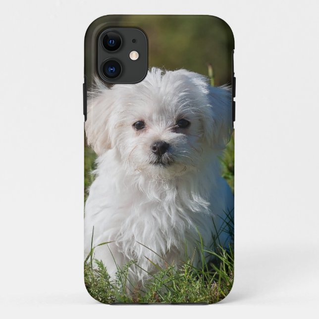 Capa Para iPhone 11 filhote de cachorro branco no parque (Verso)